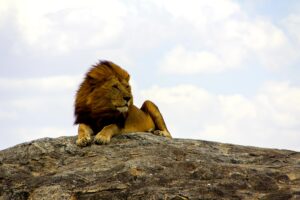 Budget Tanzania Safari Tour Operator