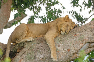 Tanzania Safari Tour Lake Manyara Operator