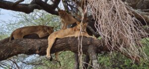 Lake Manyara safari Serengeti planning