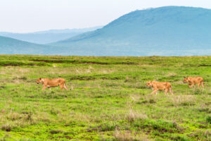 Ngorongoro Crater Safari Ngorongoro Trip