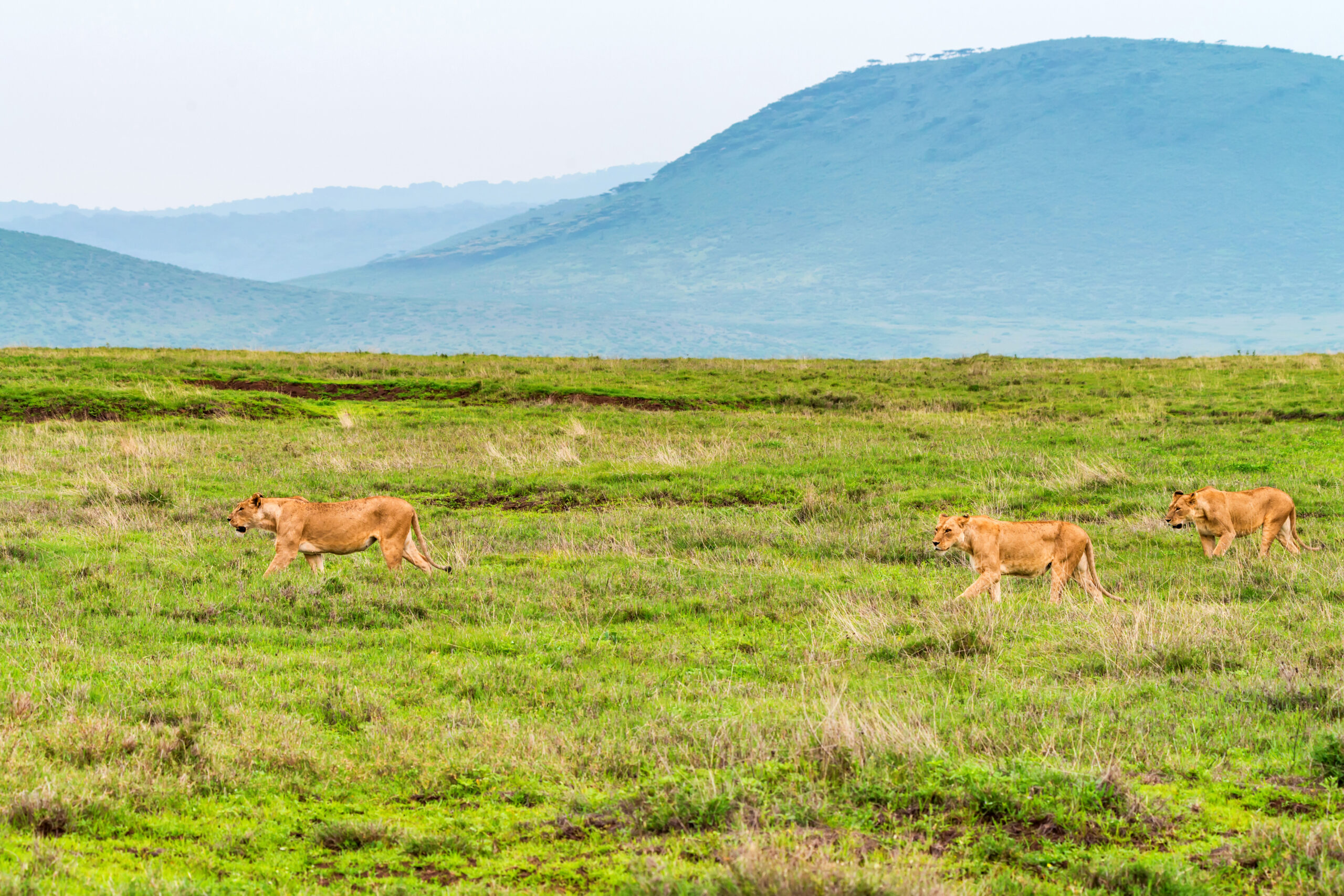 Ngorongoro Crater Safari Ngorongoro Trip