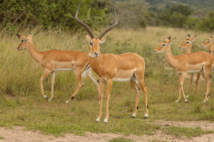Family Nyerere National Park Safari Deal
