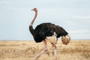 Exclusive Serengeti Safari Cost