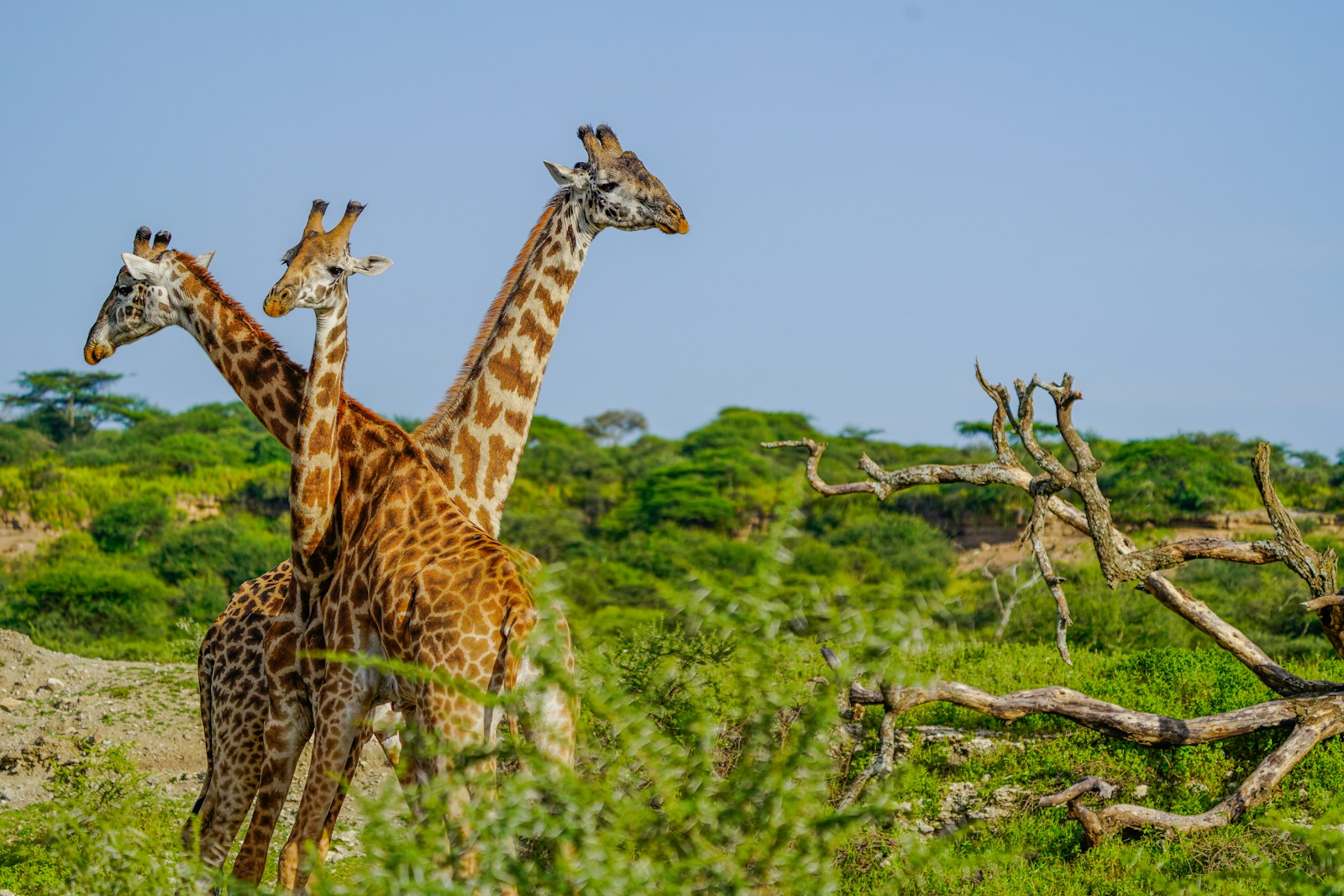 Photography Tanzania Safari Operator