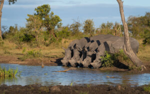 Nyerere National Park Safari Serengeti Trip