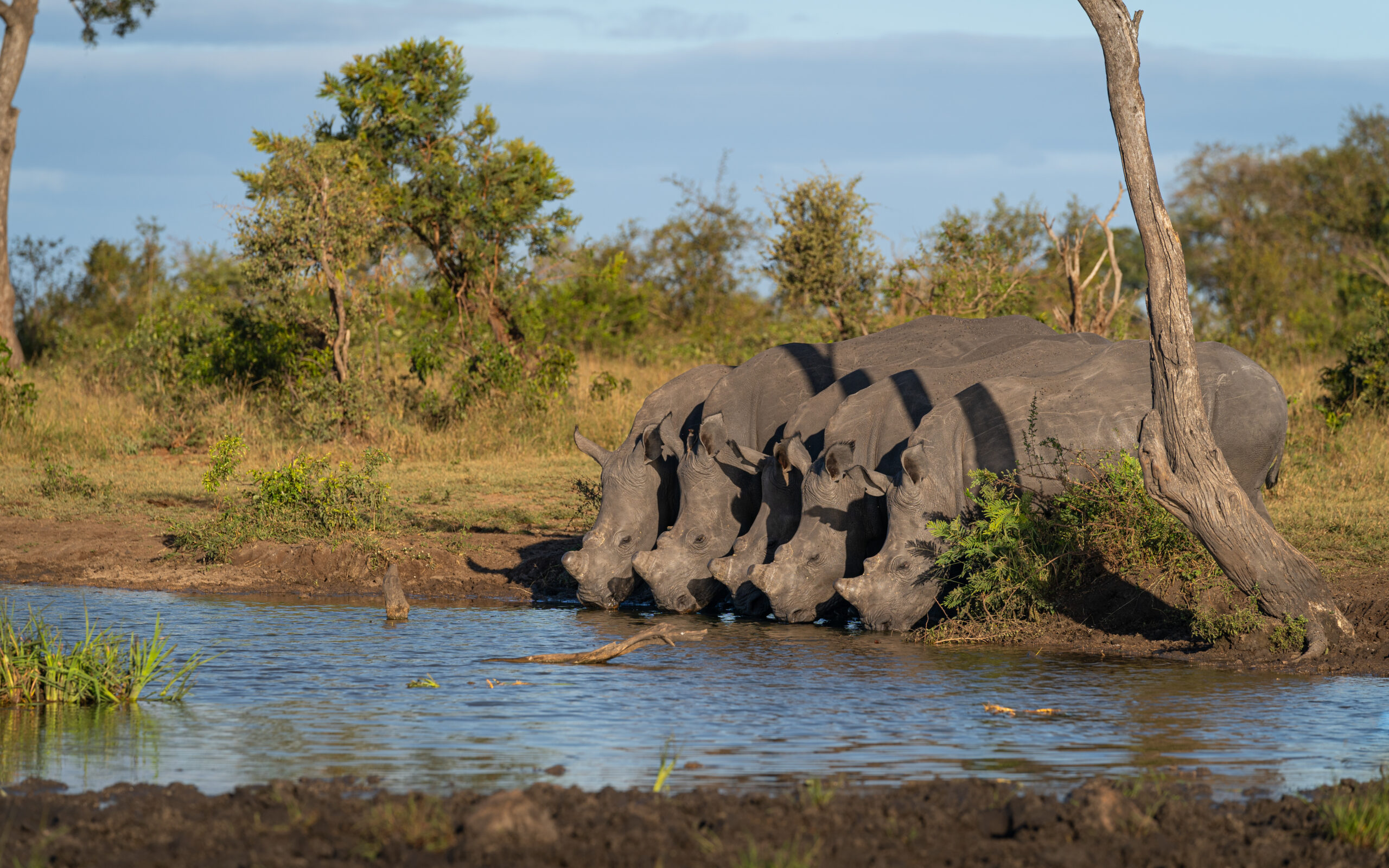 Nyerere National Park Safari Serengeti Trip