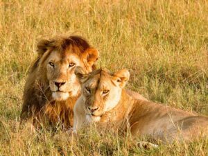 Serengeti Safari Price