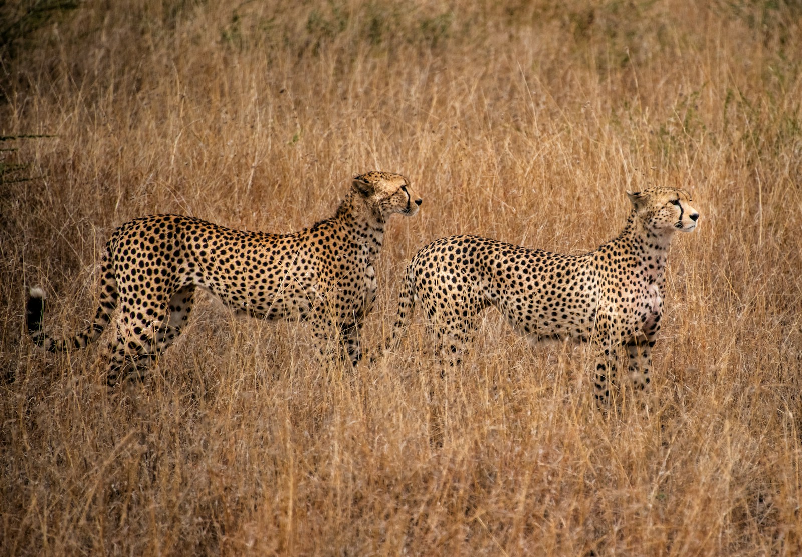 Budget Tanzania Wildlife Safari Experience