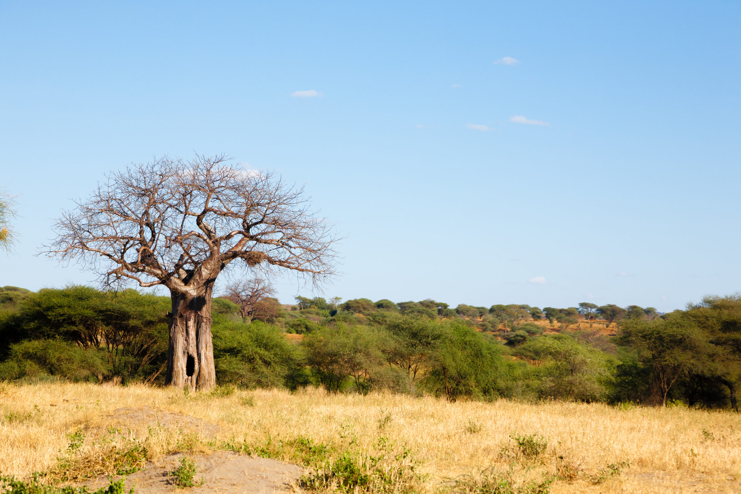 Tarangire Safari Tarangire Travel Guide