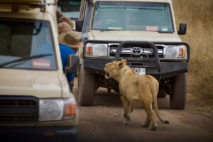 Luxury Tanzania Safari Tour