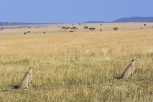 Serengeti Safari Lake Manyara Itinerary