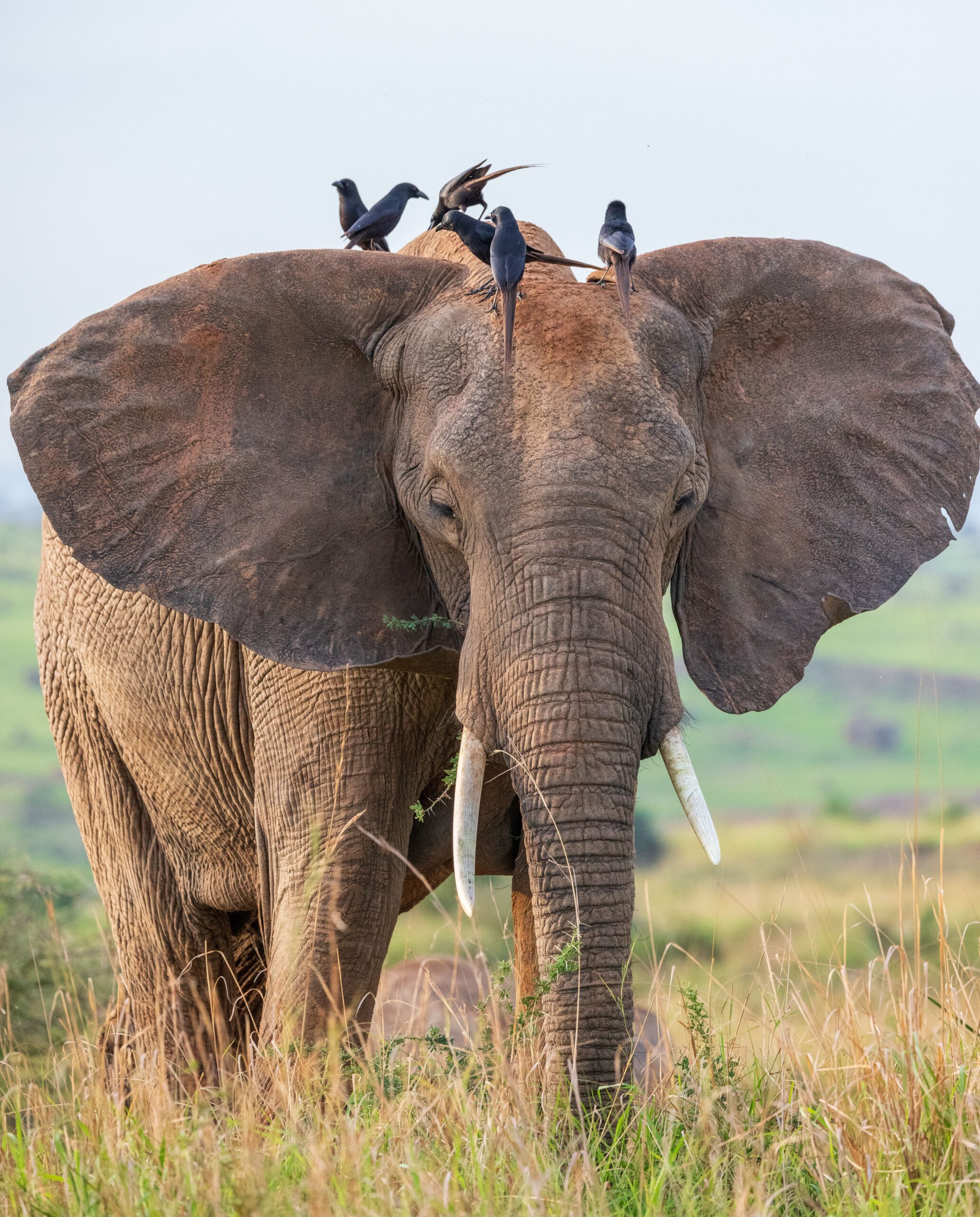 Tarangire Safari Northern Circuit Adventure