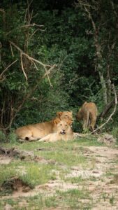 Photography Tanzania Safari Package Experience
