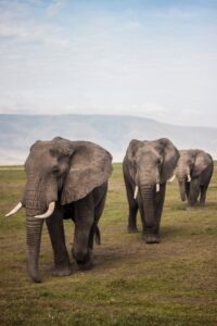 Cheap Ngorongoro Crater Safari Travel Guide