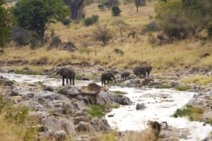 Top Ruaha Safari Planning