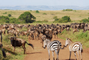 Tanzania Safari Package Tanzania Cost