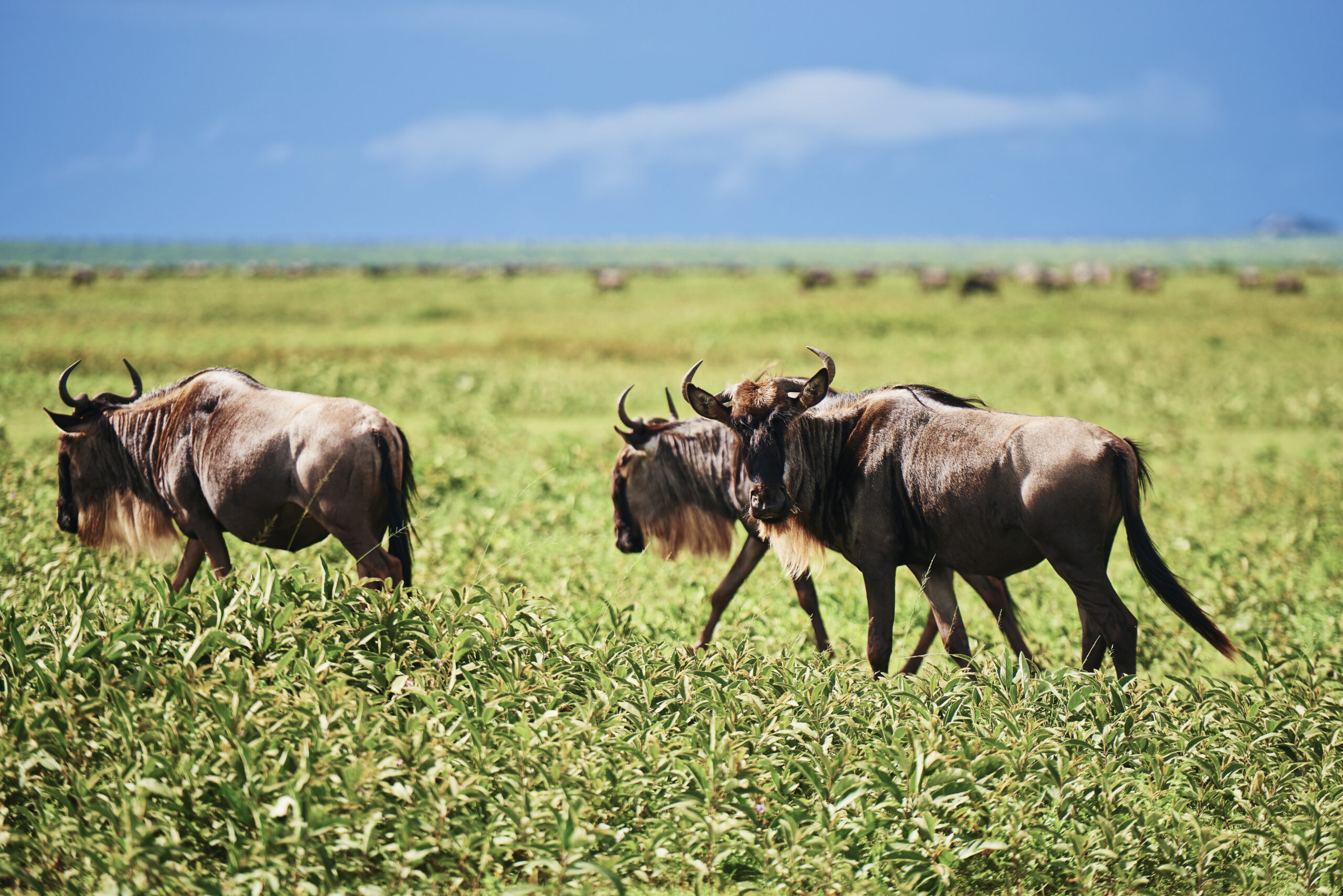 Private Lake Manyara Safari Tours