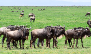 Premium Ngorongoro Crater Safari Operator