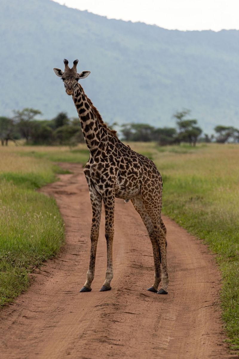 Exclusive Tanzania Safari Company