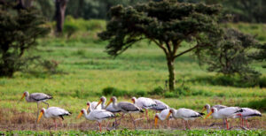 Nyerere National Park Safari Northern Circuit Deal
