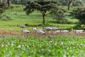 Nyerere National Park Safari Zanzibar Planning