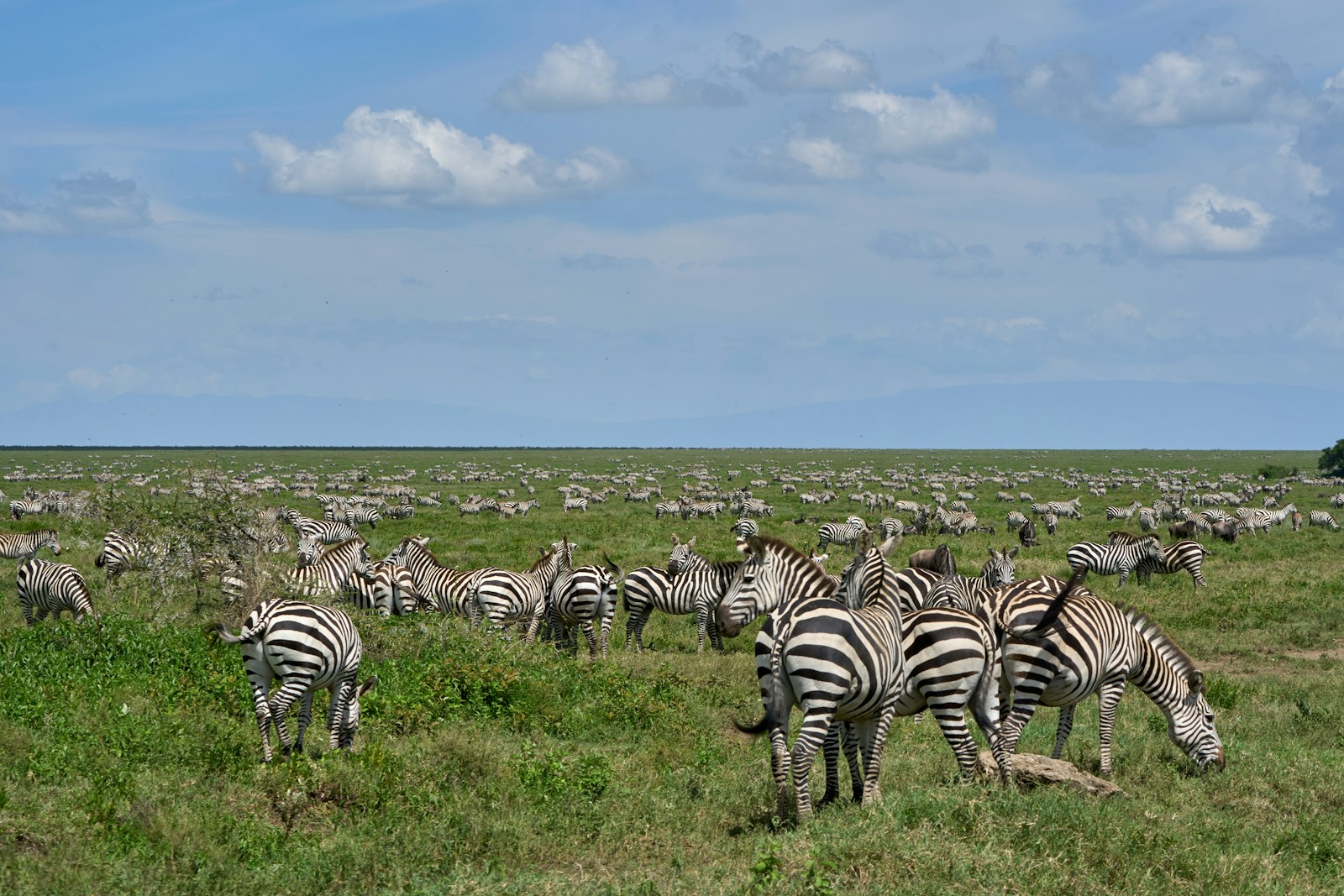 Affordable Tanzania Safari Packages