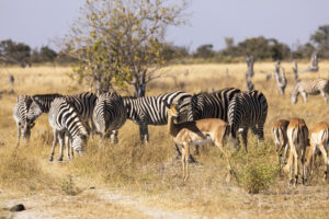 Guided Ruaha Safari Price