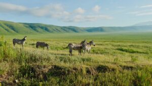 Family Ngorongoro Crater Safari Adventure