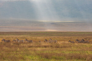 Premium Ruaha Safari Vacation