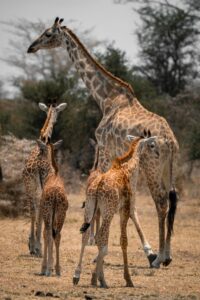 Tanzania safari tour Tanzania price