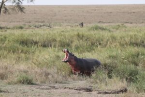 Tanzania safari itinerary Ruaha