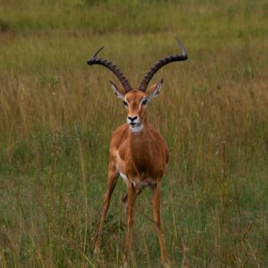 Affordable Tanzania Safari Cost Tours