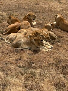 all inclusive Tanzania wildlife safari cost