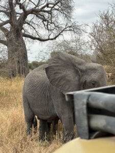 premium Tanzania safari packages