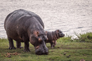 Budget Tanzania Safari Cost Operator