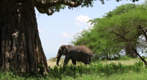 Tanzania wildlife safari Tarangire