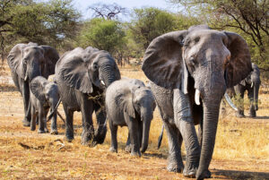 Tanzania safari itinerary Tarangire packages