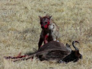 Budget Ngorongoro Crater Safari Price