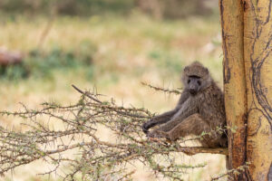 budget Tarangire safari cost