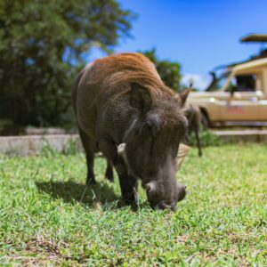 Luxury Tanzania Safari Itinerary Packages