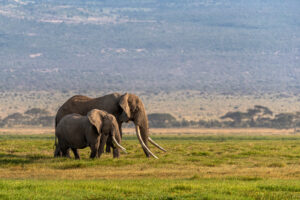 Ngorongoro Crater Safari Arusha Price