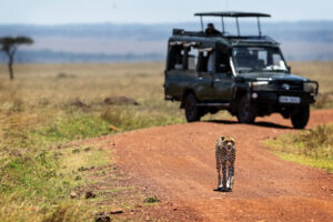 Affordable Tanzania safari cost planning