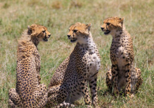 Photography Lake Manyara safari cost