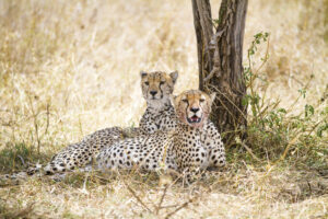 Tanzania safari itinerary Tanzania vacation