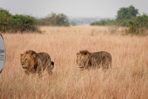 Private Ruaha Safari Holiday