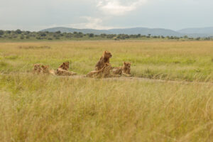 Tanzania safari itinerary Northern Circuit tours