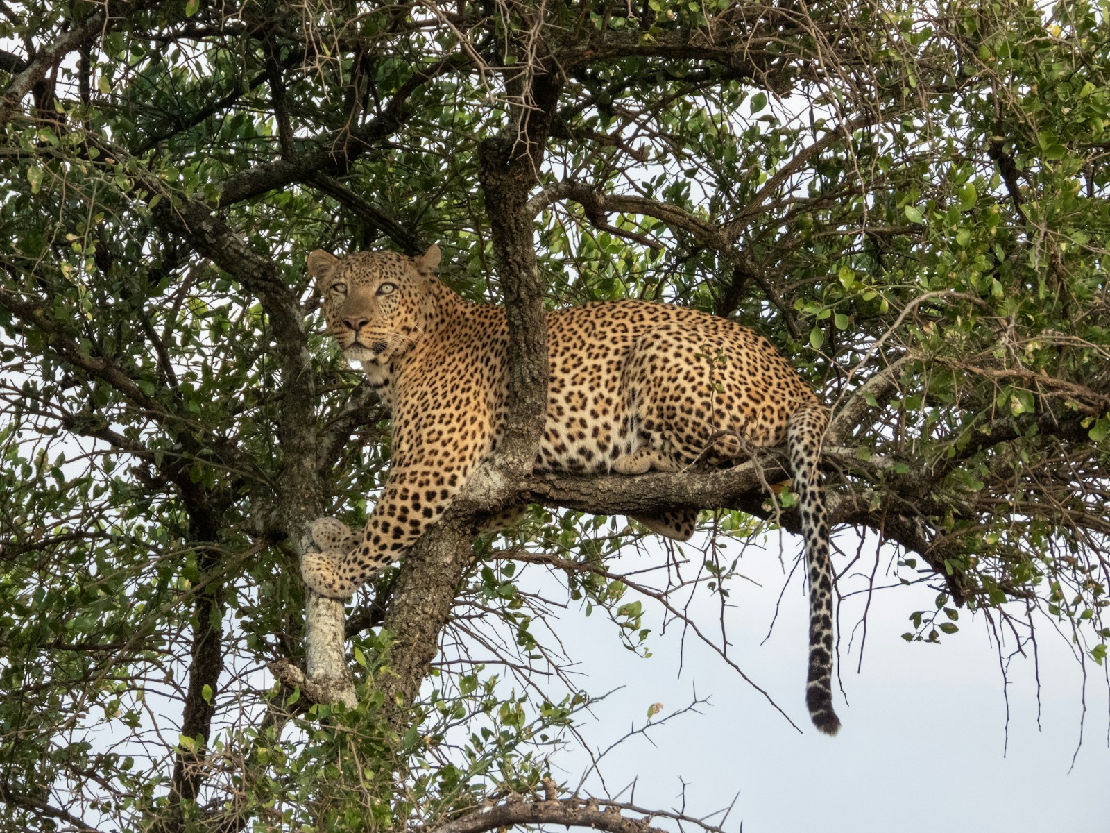 Family Tanzania Safari Package Packages