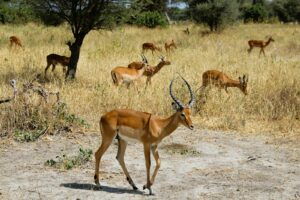 Tanzania safari Southern Circuit travel guide