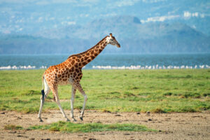 Lake Manyara Safari Ruaha Packages