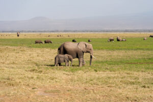 Affordable Ngorongoro Crater safari vacation